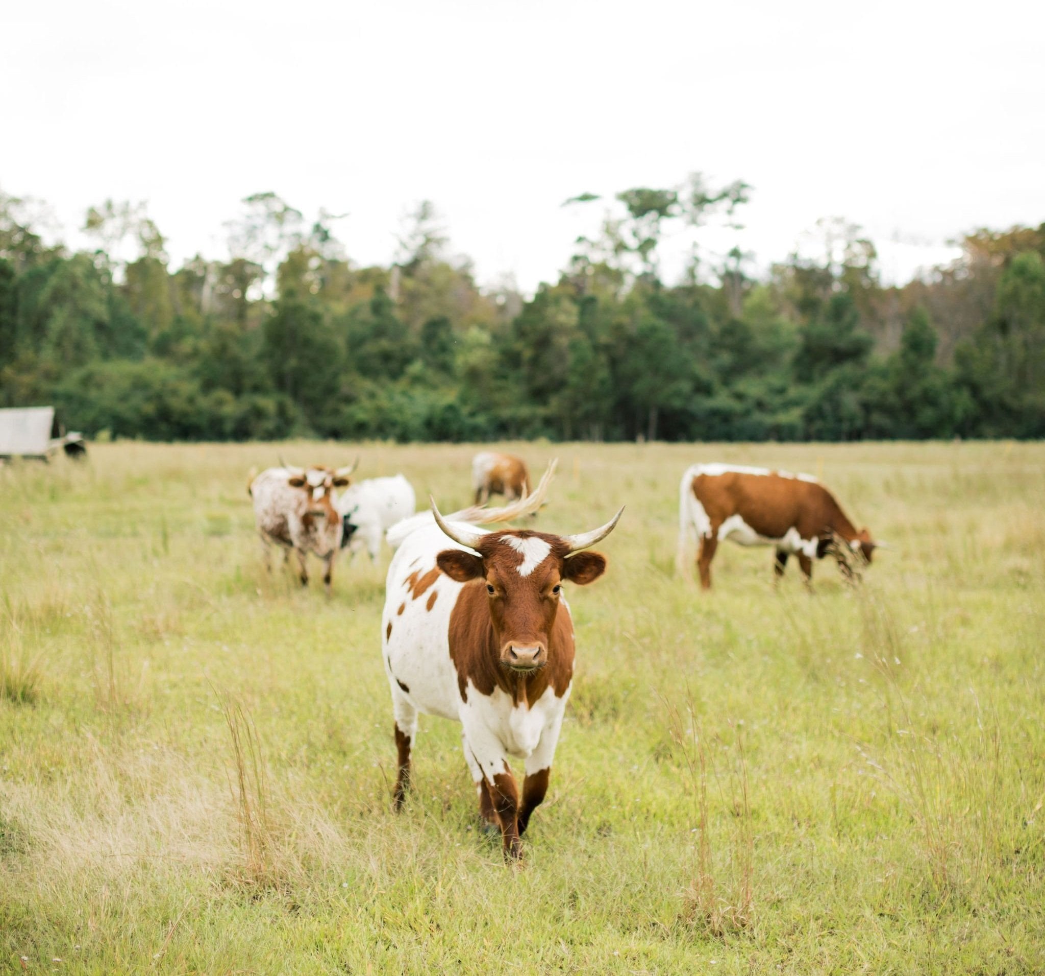 cows+2
